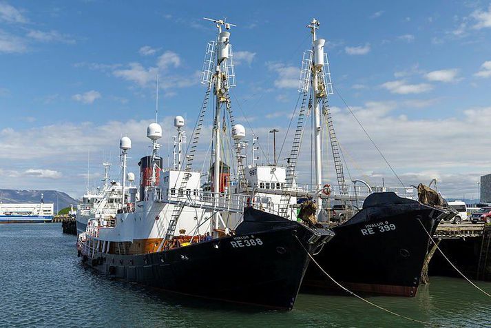 Hafró leggur til að Hvalur 8 og 9 fái aðeins að veiða 150 langreyðar.