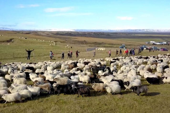 Fé rekið inn í réttir Land- og Holtamanna við Áfangagil í haust eftir smölun af Landmannaafrétti. Réttirnar eru norðan Heklu og einu hálendisréttir landsins.