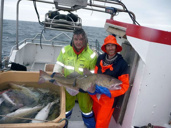 Jóhannes og Erlendur Geirdal við merkingar á þorski sem hafa skilað áhugaverðum niðurstöðum.mynd/laxfiskar