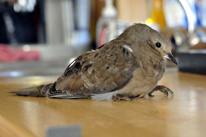 Kjalbeinið á dúfunni stendur út í loftið, sem er til merkis um að hún sé ekki vel á sig komin.
Mynd/óskar P. Friðriksson