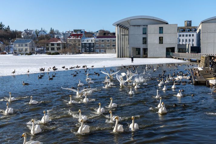 Við Reykjavíkurtjörn.