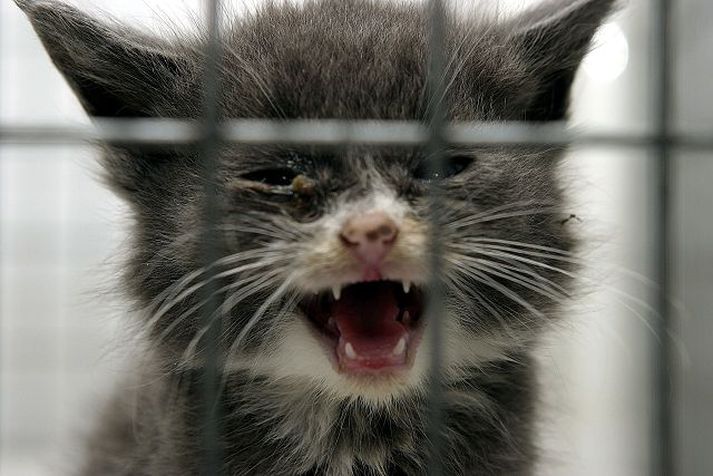 Á hverju ári berast rúmlega 500 óskilakettir til Kattholts og svæfa þarf um fjórðung þeirra. fréttablaðið/stefán