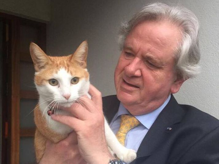 Davíð Oddsson klórar kisu árið 2016 í kringum forsetakosningarnar.