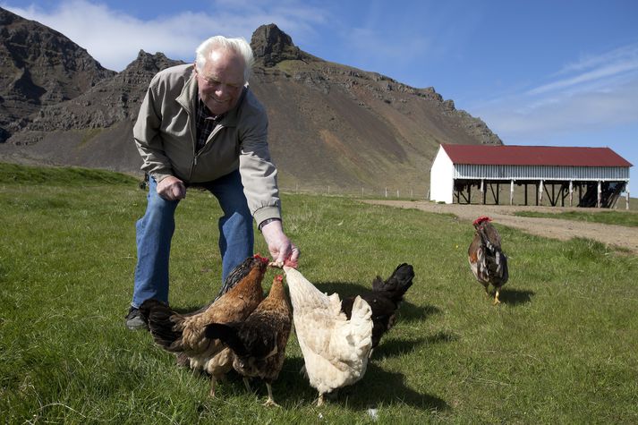 Þessir hanar virðast hafa það gott í Bjarnarhöfn á Snæfellsnesi. Ekki er víst að aðbúnaðurinn sé jafngóður á öllum kjúklingabúum sem stæra sig af vistvænni vottun. 