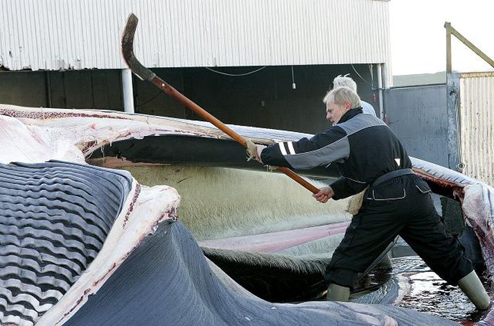 Cutting up the blubber in Hvalfjörður