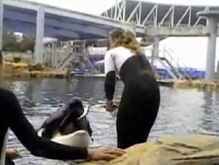 Dawn Brancheau hafði áratuga reynslu af að vinna með háhyrningum á borð við Tilikum. Myndin er tekin skömmu áður en Tilikum dró hana niður á botn laugarinnar. MYND/AP