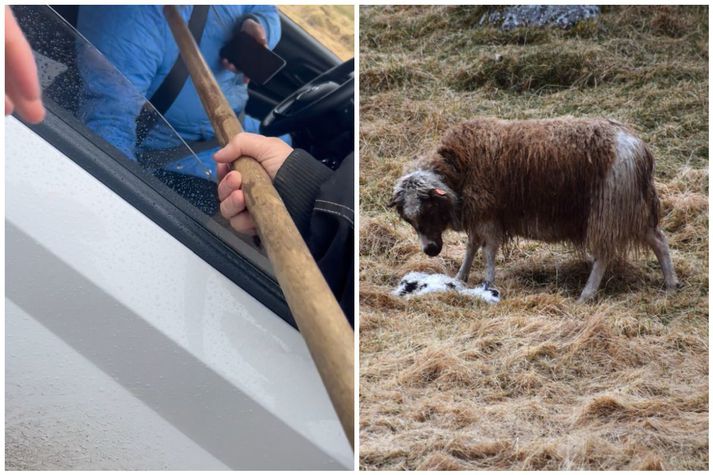 Litlu munaði að til átaka kæmi þegar dýraverndarsinnar rifust við bóndann á Höfða í Þverárhlíð um meinta vanrækslu hennar á sauðfé. Hægra megin stendur kind yfir látnu lambi.