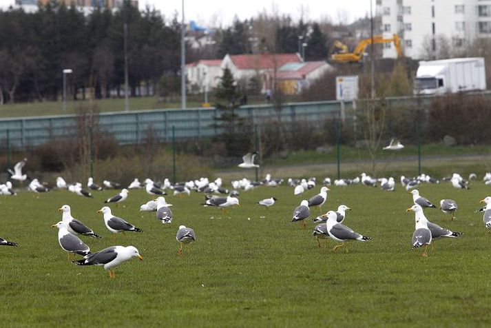 Mávaflokkar hafa frá því í síðustu viku flögrað á milli íþróttavalla í Kópavogi sem alþaktir eru kjötmjöli þessa dagana eins og hér á velli Breiðabliks fyrir helgi. Fréttablaðið/Pjetur