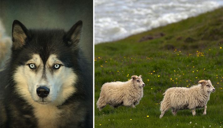 Eigendur hundsins eru nú að athuga með tryggingar svo hægt sé að bæta tjónið sem hundurinn olli.