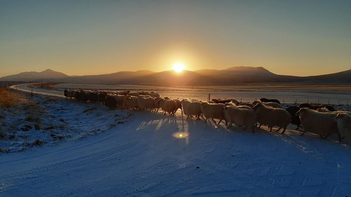 „Mér finnst þessi mynd svolítið talandi. Í átt að Mælifellshnjúknum, síðustu sporin," segir Guttormur um þessa mynd sem hann tók af kindunum sínum áður en þeim var lógað vegna riðuveiki.