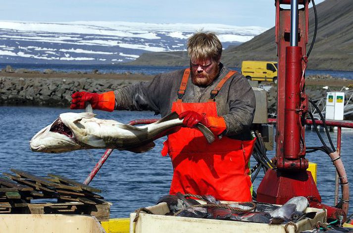 Sjómaður verkar þorsk á Ísafirði. Myndin tengist fréttinni ekki beint. 