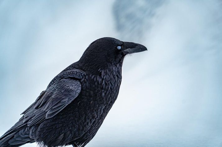 Garpur ferðast einn um Ísland á tímum kórónuveiru. Fallegt hrafnapar náði athygli hans á jökli.