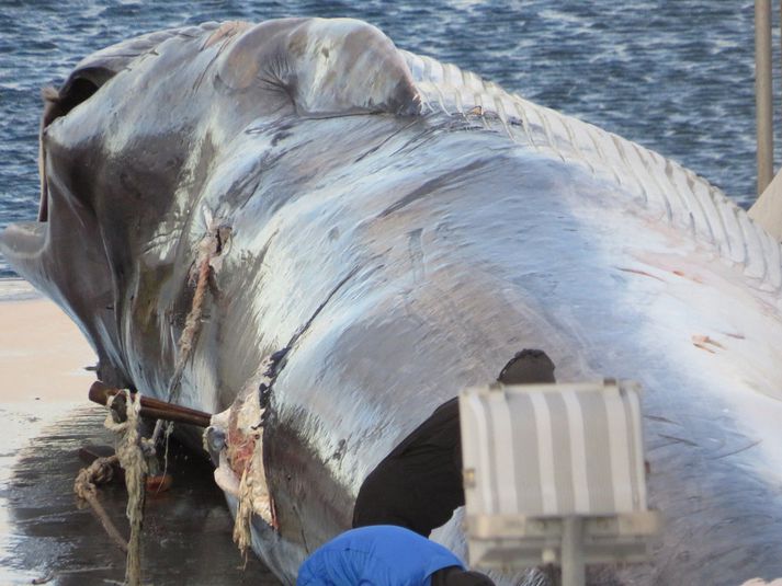 Skutull stendur hér í baki dýrs sem dregið var að landi í Hvalfirði í sumar.