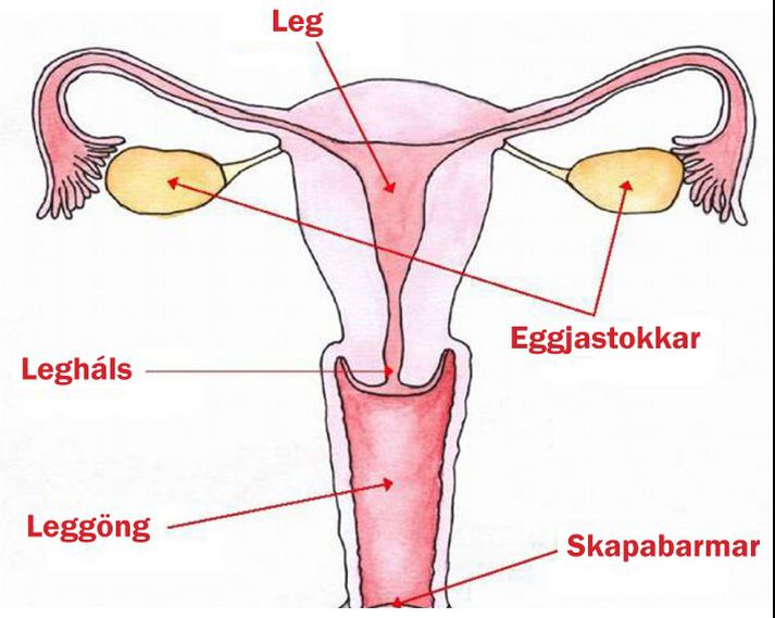 Hér má sjá hvar leggöng kvenna eru.