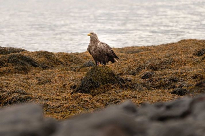 Fuglaflensan hefur greinst í 13 tegundum hér við land, þar á meðal tveimur haförnum.