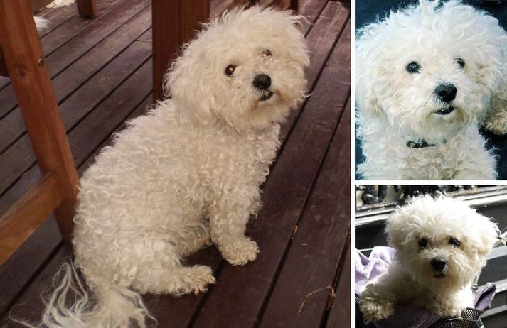 Tíkin Snæja er af tegundinni Bichon Frise. Hún var með dökkbleika hálsól og rauðan taum þegar hún hvarf í gærkvöldi.