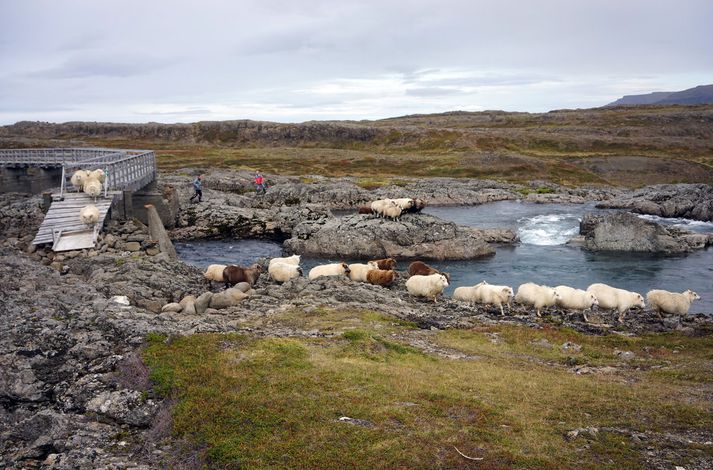 Vesturverk hyggst reisa 55 megavatta virkjun við Hvalá og tengja við rafmagnsnet Vestfjarða.