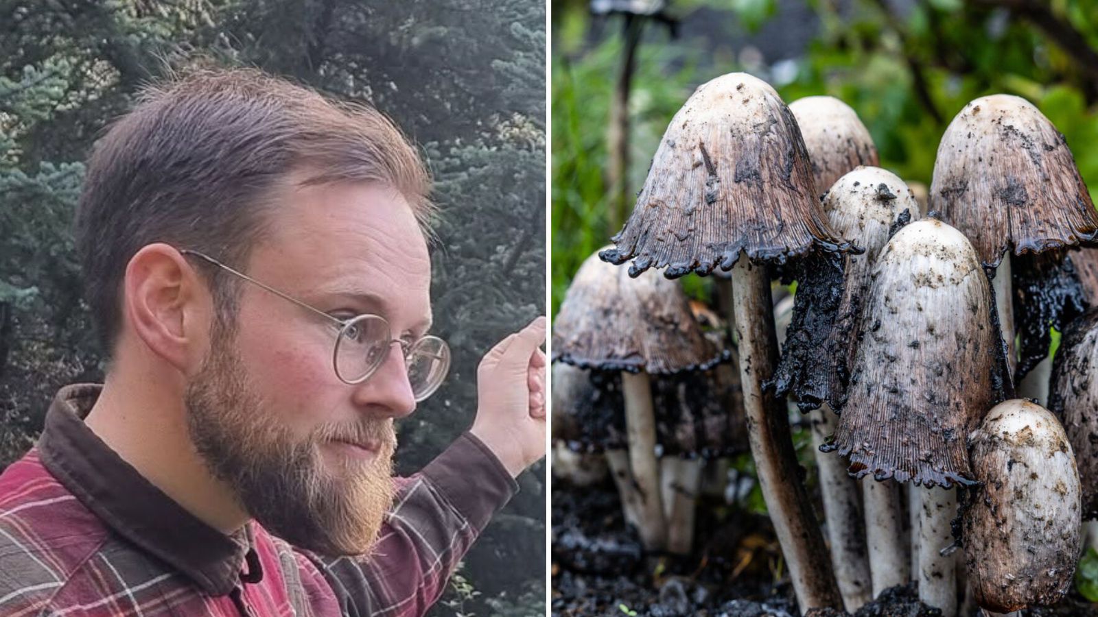 Skugga­hliðar á auknum á­huga á sveppum