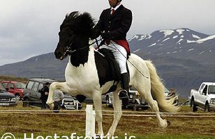 Fréttamynd