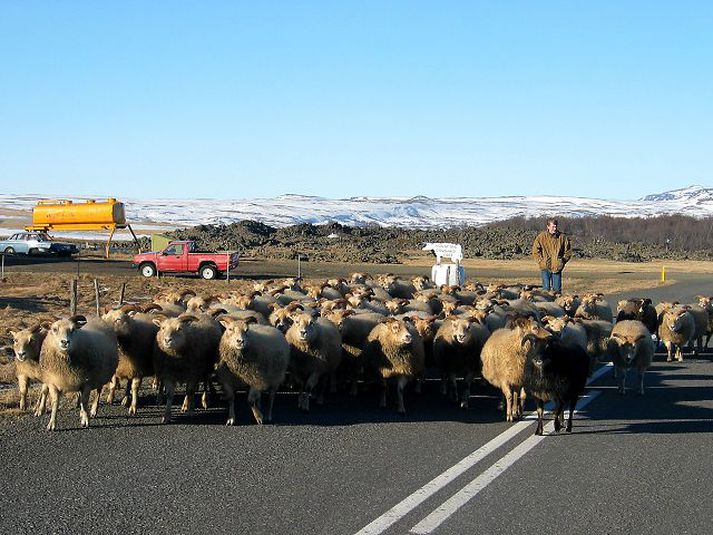 Formaður Landssamtaka sauðfjárbænda segir að bændur bæti ekki tjón bílstjóra, þótt sauðfé hlaupi fyrir bíl á þjóðvegum úti. Hins vegar þurfi bílstjórar ekki að bæta fyrir dýrið. Mynd/úr safni
