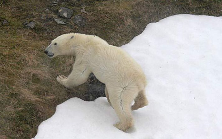 Hvítabjörn á Hornströndum árið 2011. Myndin var tekin úr þyrlu Landhelgisgæslunnar áður en hann var skotinn.