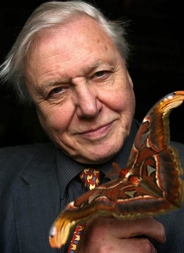 David Attenborough er einn ástælasti sjónvarpsmaður sögunnar.