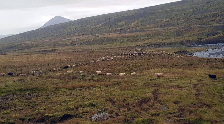 Kindur komast af afréttinum inn á Króksjörðina um hlið sem leitarmenn opna.