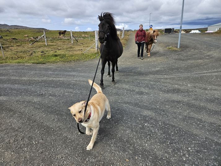 Frosti að teyma Gjöf í hesthúsahverfinu í Grindavík.