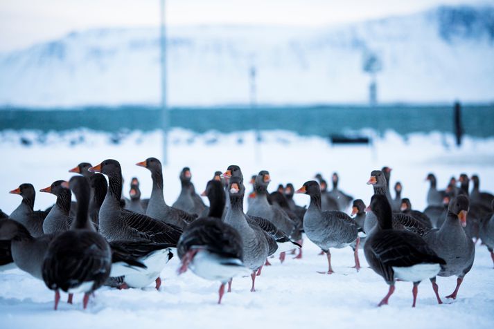 Ekki var tilefni til aðgerða af hálfu lögreglu, enda gæsirnar hinar rólegustu.