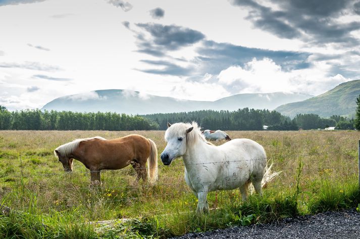 Þessir hestar eru í Mosfellsdal og því alveg lausir við of háan hita.