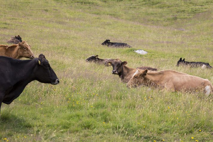 Gera má ráð fyrir að landbúnaðarmálin verði fyrirferðarmikil á Alþingi í vetur.