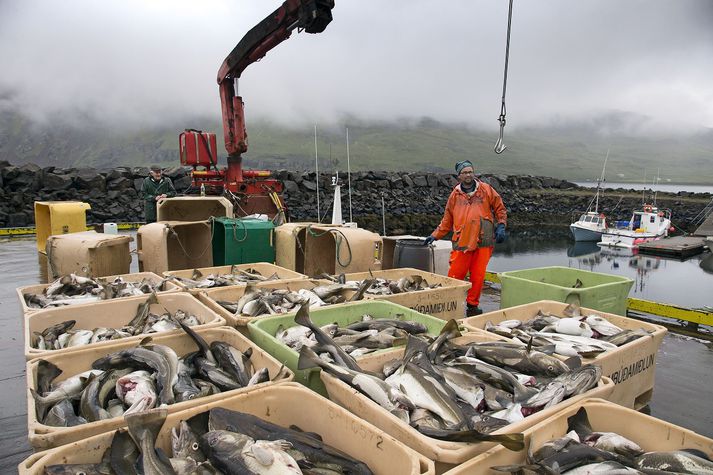 Strandveiðar hefjast í dag en samkvæmt ákvörðun Þorgerðar Katrínar Gunnarsdóttur verður veiðidögum á grásleppu fjölgað um tíu, eða úr þrjátíu og sex í fjörutíu og sex.