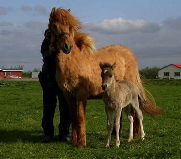 Hestarnir á myndinni tengjast ekki efni fréttarinnar.