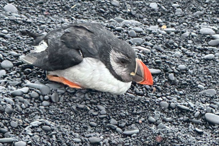 Heiðrún segir lundann augljóslega hafa verið vængbrotinn.