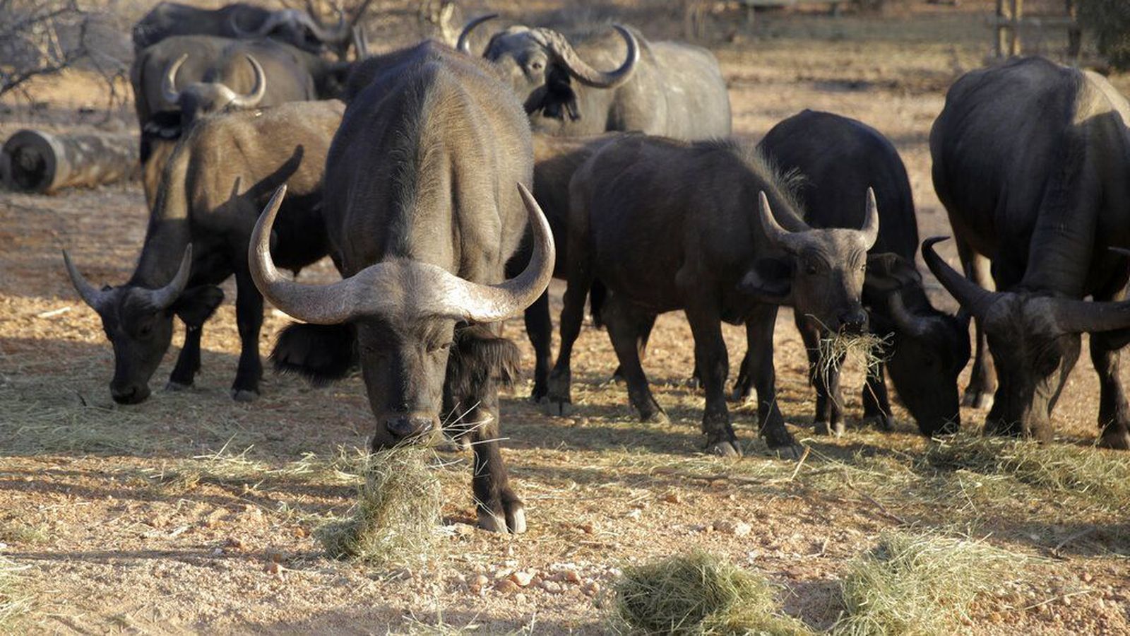 Villt dýr hrynja niður í sögulegum þurrki í Kenía - Vísir