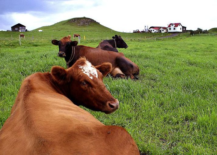 Greiðslur til bænda og samtaka verða hækkaðar milli ára, samkvæmt fjárlagafrumvarpinu sem kynnt var í gær.Fréttablaðið/GVA