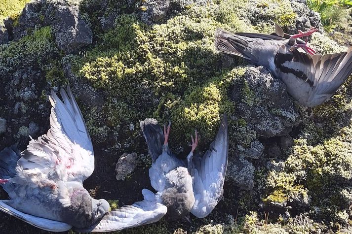 Bærinn segir að mistök hafi verið gerð við frágang í eitt skiptið en farið hafi verið yfir verkferla eftir það. Myndin er af dúfum sem fundust á víðavangi. 