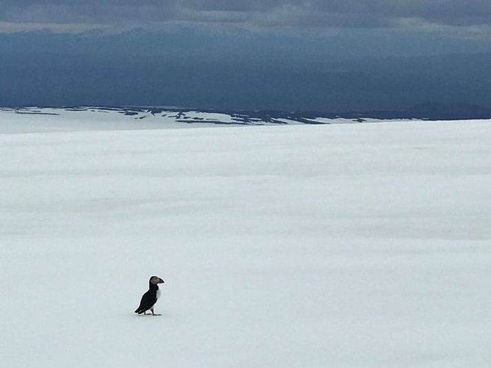 Líkt og sjá má var lundinn Þormar Jökull nánast einn í heiminum þar til hópurinn fann hann.