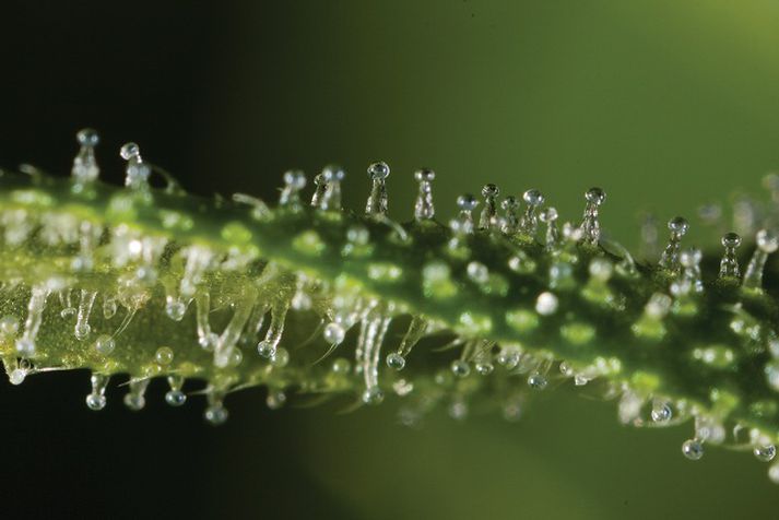 Í niðurstöðunum kemur fram að efnið kannabidiol geti í raun slökkt á geninu ID-einn en það flýtir útbreiðslu krabbameins.