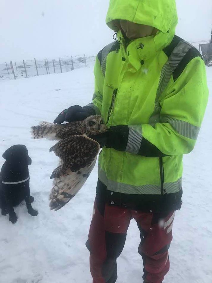 Starfsmaður Landsnets með ugluna í morgun.