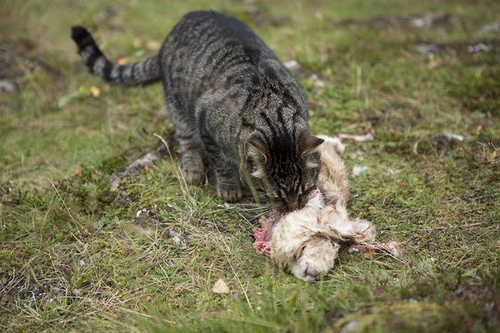 Villikettir éta það sem til fellur. Hér er kanína í Öskjuhlíðinni á matseðlinum.