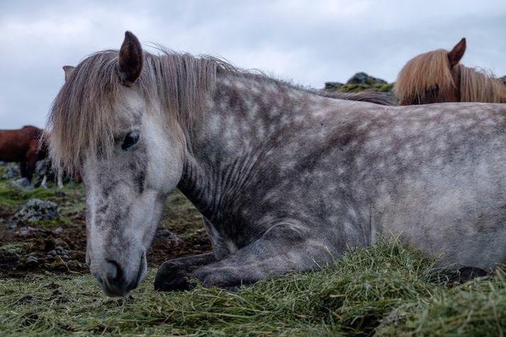 Blóðmerahald fellur nú undir lög um rannsóknir á dýrum í vísindaskyni.