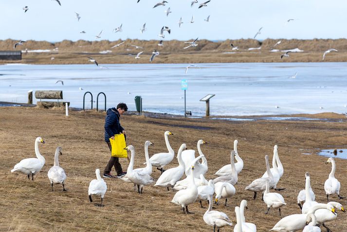 Sunnanlands verður úrkomulítið þó að reikna megi með dálitlum éljum suðvestanlands. 