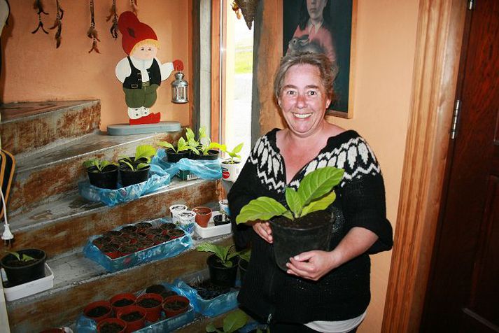 Ásgerður Soffía með tóbaksplöntu. Hver veit nema hægt verði að vefja Havana-Þingeyrarvindla á næstu Dýrafjarðardögum.