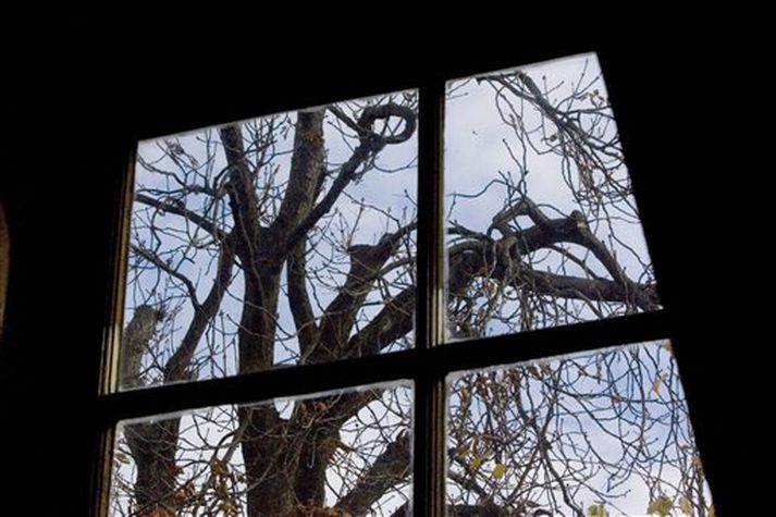 Kastaníutré Önnu Frank, séð út um risgluggann hennar.