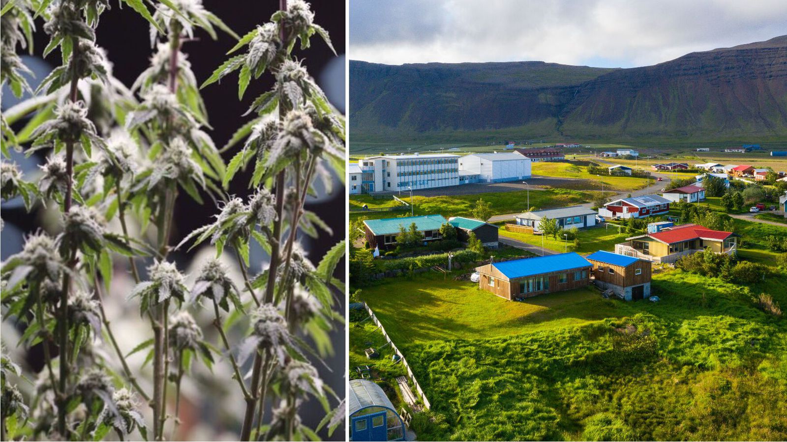 Hálft ár fyrir ræktun á þriðja hundrað kannabisplantna