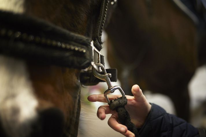 Stúlkan var með tauminn fastan um handlegginn og dróst hundruð metra á eftir hestinum þegar hann tók á rás. Myndin er úr safni og tengist efni fréttarinnar ekki.