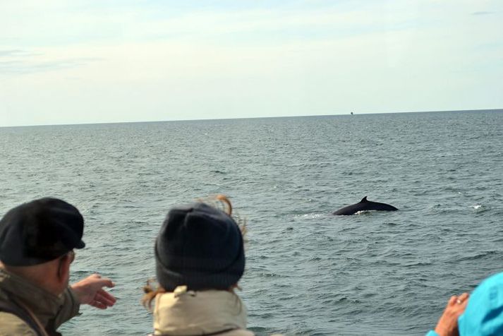Hvalaskoðunarsamtökum Íslands er umhugað um velferð dýranna.