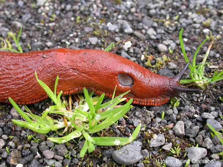 Árangursríkast að tína sniglana og drepa þá með því að annaðhvort skera af þeim hausinn, setja þá ofan í heitt vatn eða frysta.