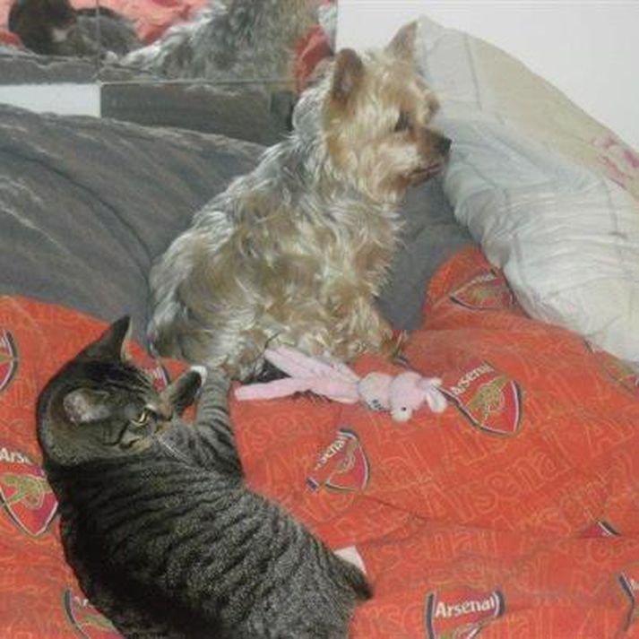 Eigandi Fífíar saknar hennar mikið.